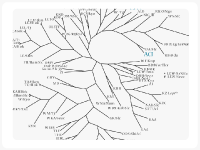 Phylogenic tree