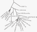 phylogenetic tree