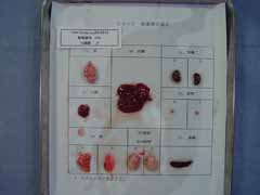 ../images/Photos/F344_ScnlaKyo631_homo/1951z1024.jpg?s_IndMutant=1