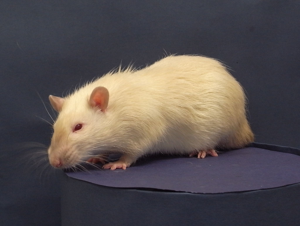 ネズミの群棲/Rat Colony》[DOM] 黒C | 日本最大級 MTG通販サイト「晴れる屋」