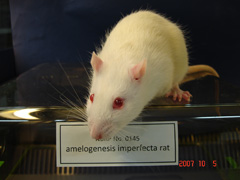 ../images/Photos/amelogenesis_imperfecta_rat/amelogenesis_imperfecta_rat_1024.jpg