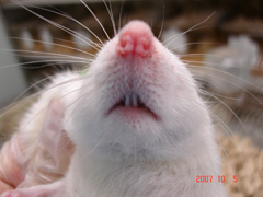 ../images/Photos/amelogenesis_imperfecta_rat/amelogenesis_imperfecta_rat_teeth_1024.jpg