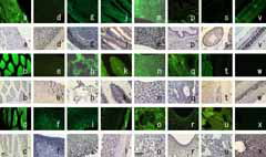 ../images/Photos/green_rat/0235_Okabe_GFP_1024.png?s_geneAffected=GFP&s_References=GFP&s_livingAnimals=1