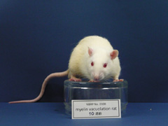 ../images/Photos/myelin_vacuolation_rat/myelin_vacuolation_rat_1024.jpg