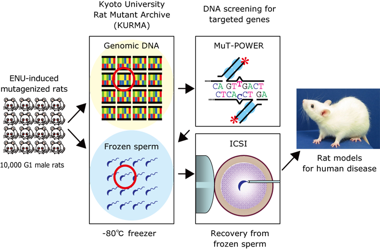 ENU scheme