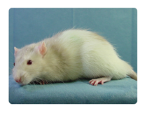 Rat Phenome database