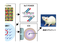 Rat Phenome database