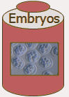 Rat Embryos