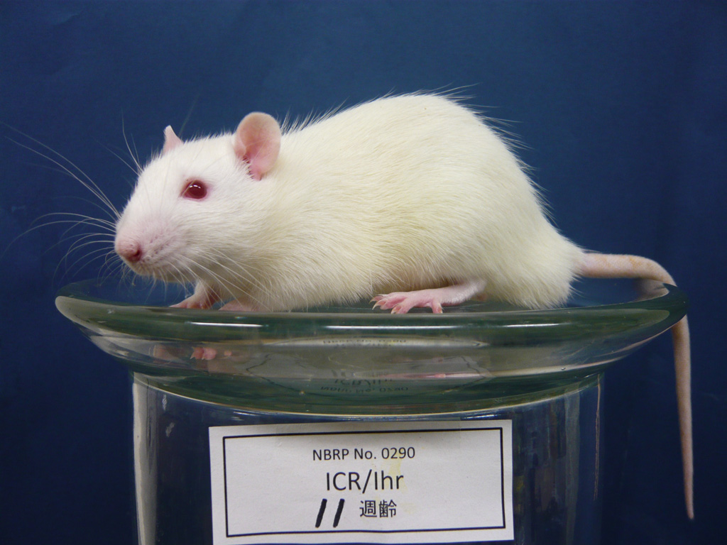Rat Strains