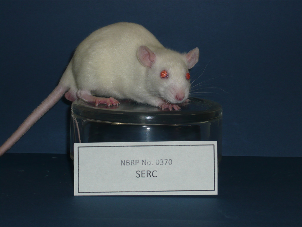 Rat Strains