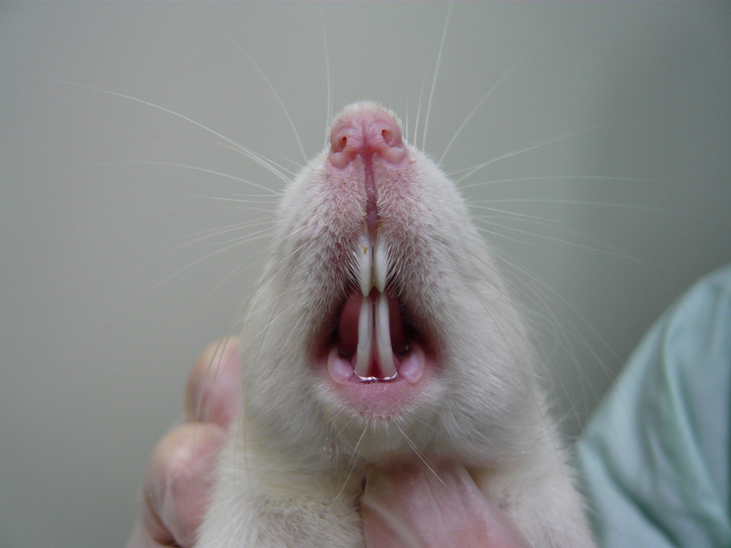 rat teeth molars