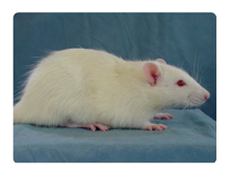 Search for rat strains